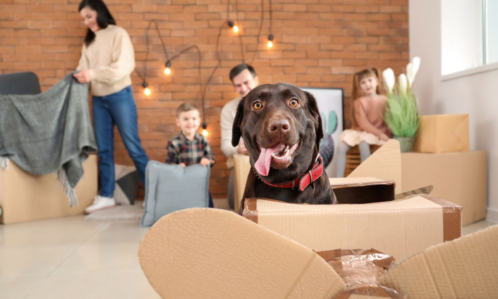 A Guide to Moving with Pets in San Diego