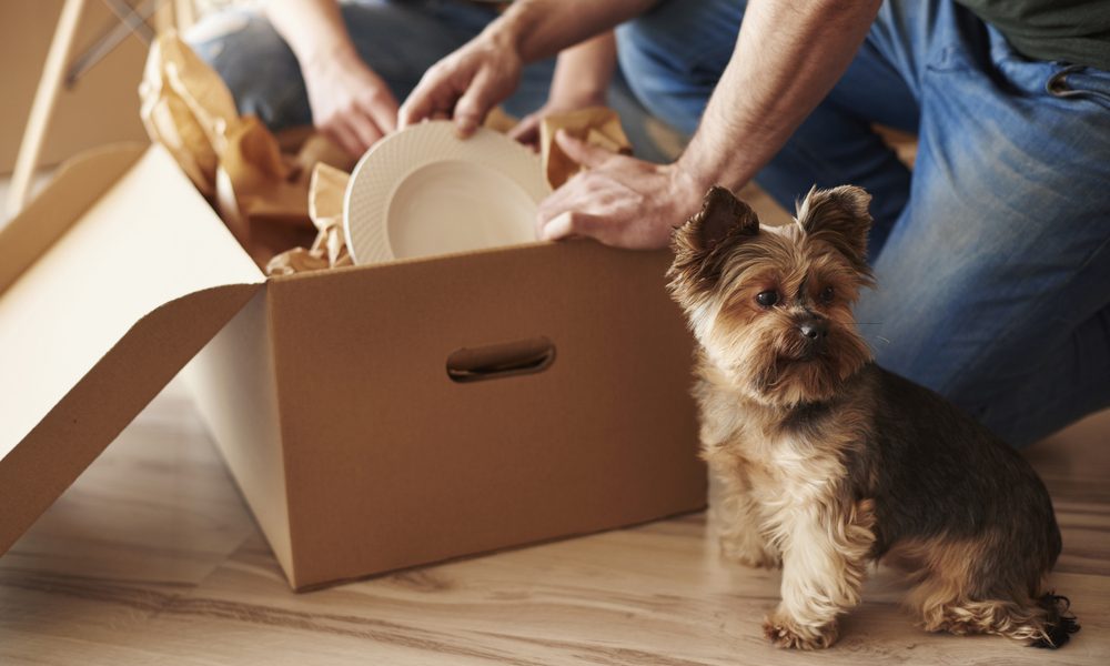 What are the best practices for moving with pets?